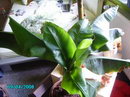 Musa Bananarama